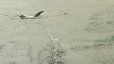 The dolphin is pulled into the boat, once caught by the harpoon. Credit: im Wickens/Ecostorm/ITV News