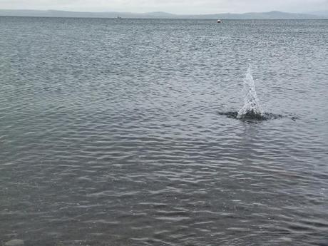 293/365 A damp day in Largs