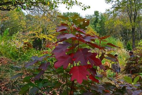 Revisiting the Garden at Federal Twist