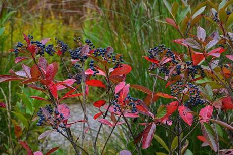 Revisiting the Garden at Federal Twist