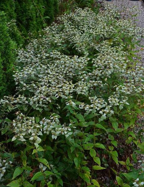 Revisiting the Garden at Federal Twist