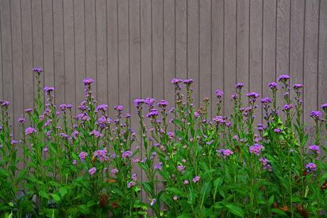 Revisiting the Garden at Federal Twist