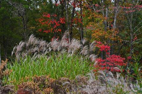 Revisiting the Garden at Federal Twist