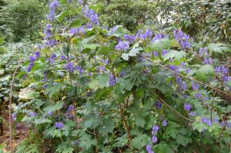 Aconitum hemsleyanum (21/09/2013, Kew Gardens, London)