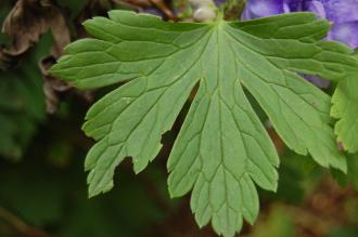 Aconitum hemsleyanum Leaf (21/09/2013, Kew Gardens, London)