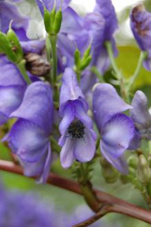 Aconitum hemsleyanum Flower (21/09/2013, Kew Gardens, London)