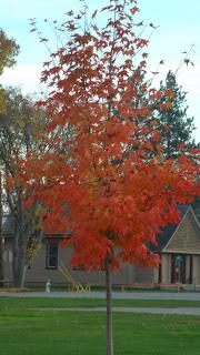 Fall is in the Air! The Leaves are Turning Colors! OH YES!