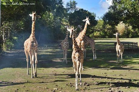 A Glimpse of Africa: Calauit Safari