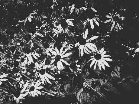 black and white daisies