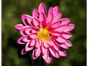 Photo: Pink Dahlia