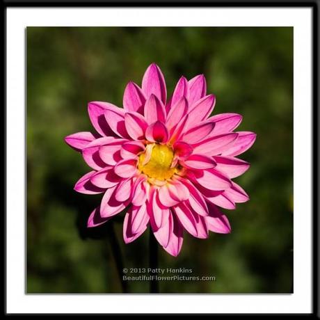 Pink Dahlia