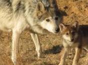 Journal Releases Official Stance Appropriate Mexican Gray Wolf Management Southwest