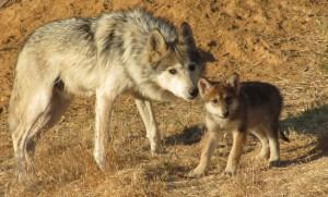 Mexican-Gray-Wolves-CWC