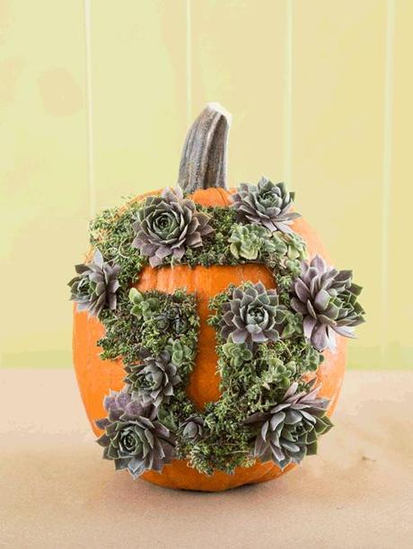 Succulent monogram pumpkin