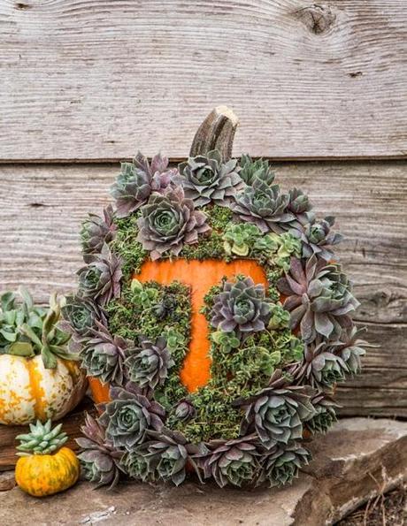 Succulent monogram pumpkin