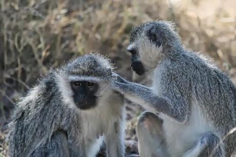 Top Reasons to Stay in Kruger National Park