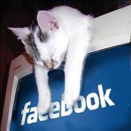 facebook-overload-cat