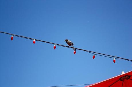 Bohemian with a View: Lunch at Napenthe