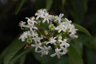 Heptacodium miconioides Flower (21/09/2013, Kew Gardens, London)