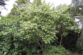 Heptacodium miconioides (21/09/2013, Kew Gardens, London)