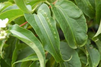 Heptacodium miconioides Leaf (21/09/2013, Kew Gardens, London)