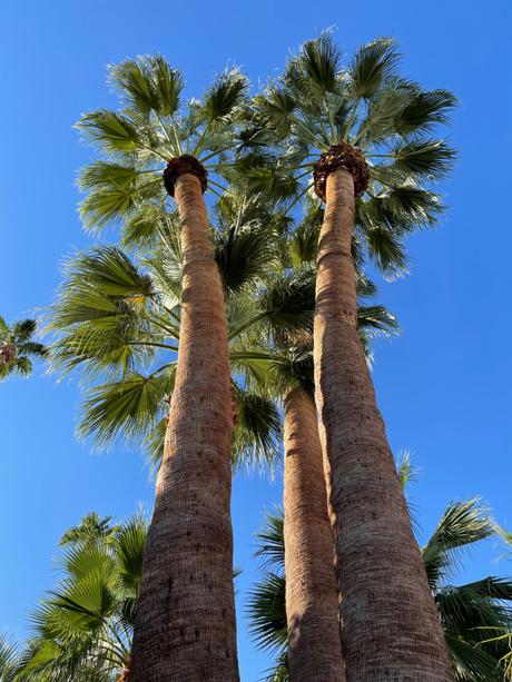 Dive Palm Springs