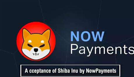 Shiba Inu Shiba Inu