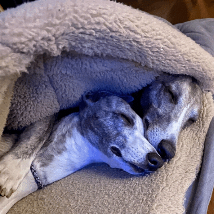 10 Strategies I’m Using To Cope During the Pandemic Bo and ARrow the whippets