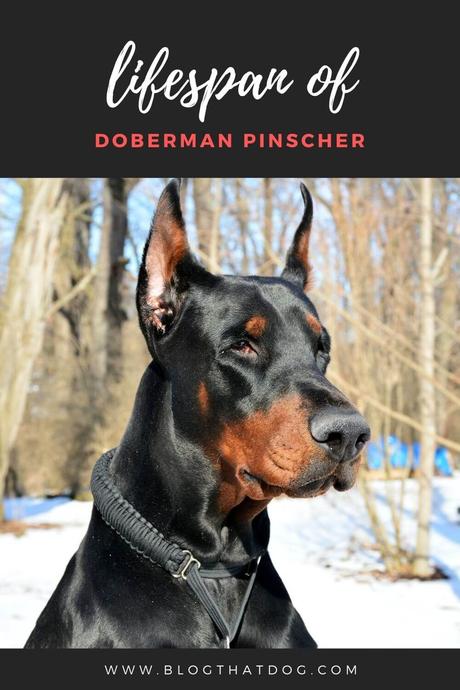 Doberman Pinscher Lifespan: How Long do Doberman Pinschers live?