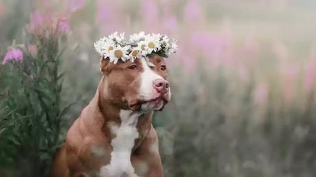 You can't teach an old dog You can't teach an old dog