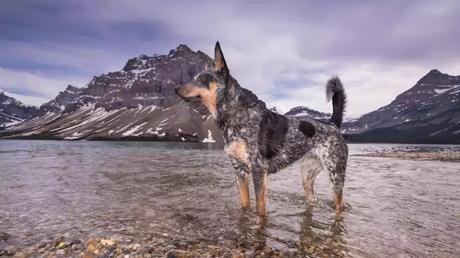 False Facts About Dogs You Forever Believed Were True False Facts About Dogs You Forever Believed Were True