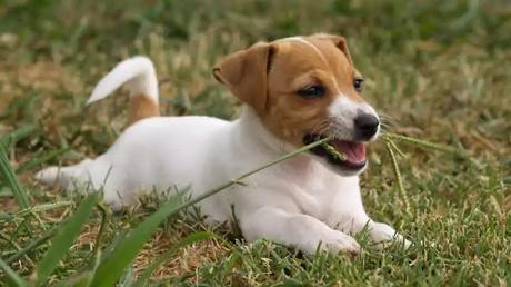 In the weeds In the weeds