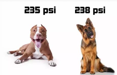 Some Dogs Are Just Built to kill Some Dogs Are Just Built to kill