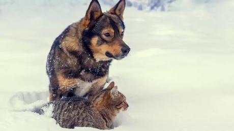 Fighting like cats and dogs Fighting like cats and dogs