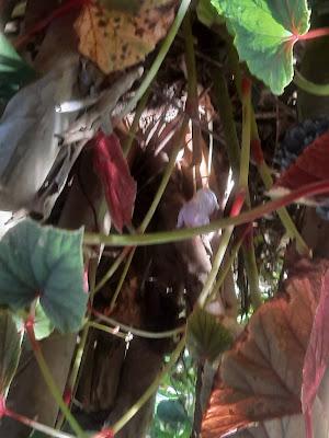 Saffron Crocus and Hardy Begonias