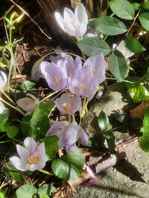 Saffron Crocus and Hardy Begonias