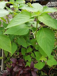 Strong Chia Plants