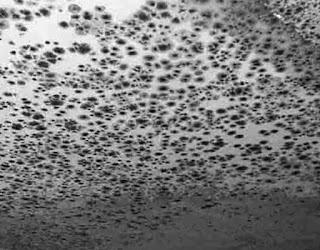 A Comprehensive Overview to Mould Removal-Realities You Must Take Into Consideration