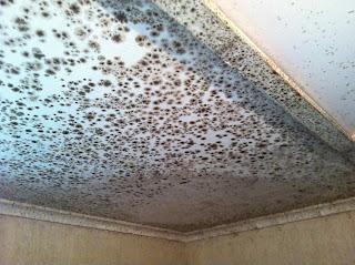 How to Prevent Mold During Construction