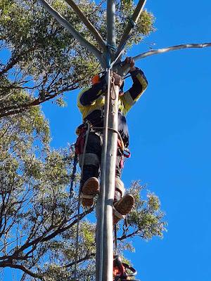 Which Reasons Interact To Hire Professional Tree Services