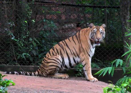 Online campaign to Save Tiger and .. .. people of Nilgiris !!