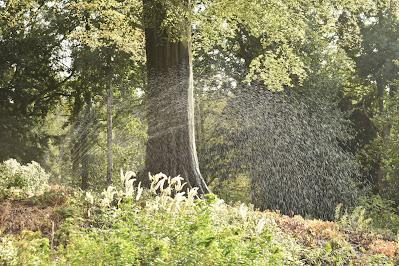 The new Arcardia Garden at Chatworth