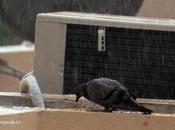 Pigeons Rain