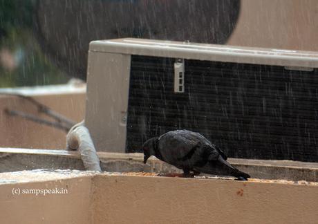 Pigeons in rain !!
