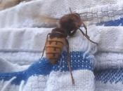 Cicada Killer Wasp