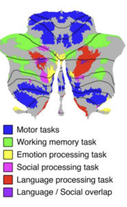 Should You Visit A Neuropsychologist?