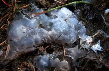 The Oakville Blob Incident