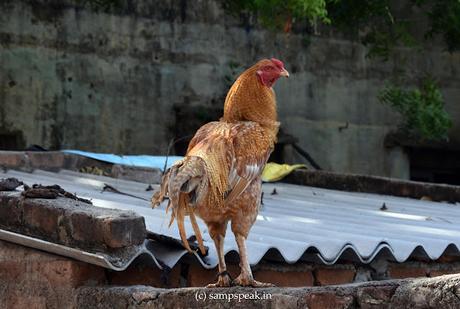 Court on whether Cockrel can crow !!  - கொக்கரக் கொக்கரக்கோ சேவலே!