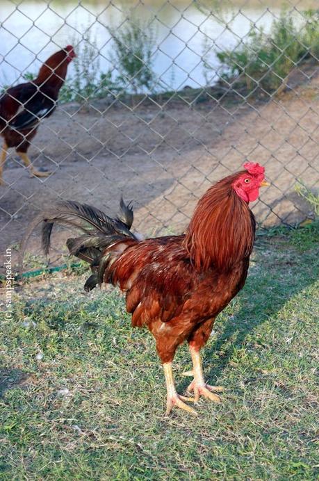 Court on whether Cockrel can crow !!  - கொக்கரக் கொக்கரக்கோ சேவலே!