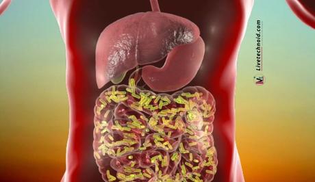 Helpful Tips to Improve Your Gut Health